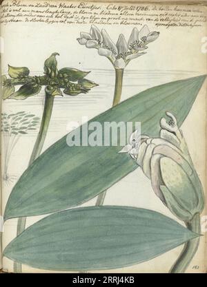 Kapblume, (Aponogeton distachium), 1786. Blume, Pflanze und Samen der Cape Water Lily. Mit Inschrift. Teil von Jan Brandes' Skizzenbuch, dl. 1 (1808), S. 183. Stockfoto