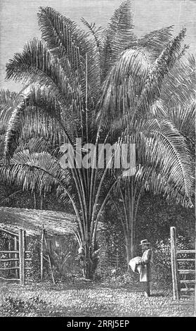 The Inaja Palm; The Palms of Tropical America, 1875. Von „Illustrated Travels“ von H.W. Bates. [Cassell, Petter und Galpin, 1880, London] Stockfoto
