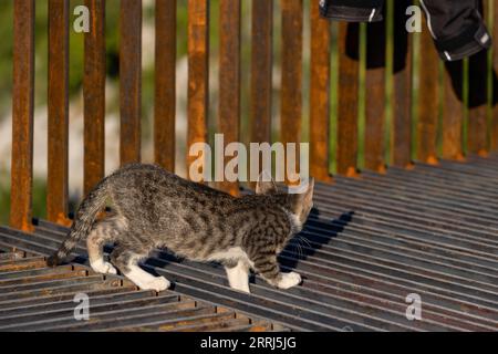 Ein Kätzchen spielt auf einer Eisenstruktur. Ein Haustier. Die kleine Katze interessiert sich für die Welt um sie herum. Stockfoto