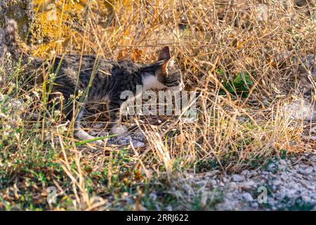 Ein Kätzchen schaut hinter dem Zaun hervor. Ein Haustier auf der Straße. Kleine Katze, die im Gras läuft. Stockfoto