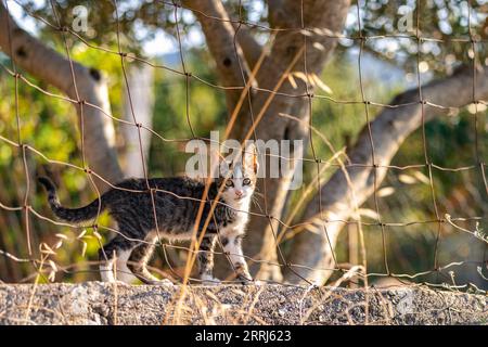 Ein Kätzchen schaut hinter dem Zaun hervor. Ein Haustier auf der Straße. Kleine Katze, die im Gras läuft. Stockfoto