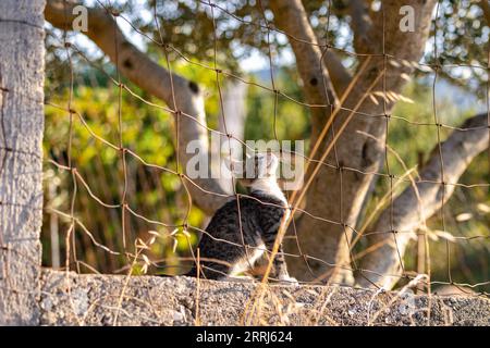 Ein Kätzchen schaut hinter dem Zaun hervor. Ein Haustier auf der Straße. Kleine Katze, die im Gras läuft. Stockfoto