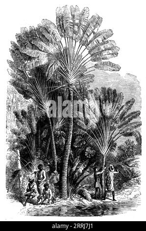 Skizzen aus Madagaskar - der Traveller's-Baum (Urania speciosa), 1858. Der Baum steigt mit einem dicken saftigen Stamm aus dem Boden auf... er sendet... lange, breite leaves...rising...in Linien auf gegenüberliegenden Seiten aus, so dass der Baum, wenn die Blätter wachsen und die unteren herabfallen... oder sich horizontal ausdehnen, das Aussehen eines großen offenen Ventilators zeigt... [es wird] dafür gefeiert, dass er selbst während der trockensten Jahreszeit, eine große Menge an reinem Süßwasser, das dem Reisenden den Ort der Brunnen in der Wüste lieferte... einer meiner Träger schlug einen Speer vier oder fünf Zoll tief in das dicke, feste Ende von Stockfoto