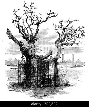 Kofferraum einer alten Sycamore in den Temple Gardens, [London], 1858. Der alte Baum ist immer noch ein Objekt von großer Anziehungskraft. Es ist der Stamm einer Platane, die etwa zehn Jahre später starb und heute durch ein eisernes Geländer geschützt ist. Dieser ehrwürdige Baum markiert den Ort der alten Themsmauer, auf der er in der Regierungszeit Jakobus II. Gepflanzt oder besser gesagt gewachsen war. und hier, unter seinem Schatten, an dem Rand des Flusses, saßen Doktor Johnson, Oliver Goldsmith und ihre Gefährten in den Sommermonaten stundenlang. Aus Illustrated London News, 1858. Stockfoto