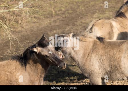 Wild konik Horse Free Wildlife England Outdoor Natur Equiden Säugetier Ponys Stockfoto