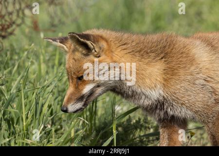 Fox Maremman Nationalpark Italien Wildtiere Stockfoto