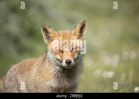 Fox Maremman Nationalpark Italien Wildtiere Stockfoto