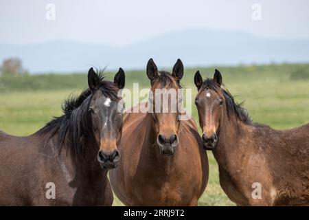 Butter Cowboy Maremma Marremano Pferde Toskana Italien Arbeit Stockfoto