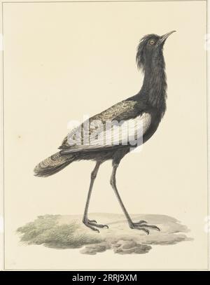 Barttrappe (Eupodotis bengalensis / Houbaropsis bengalensis), 1759-1842. Stockfoto