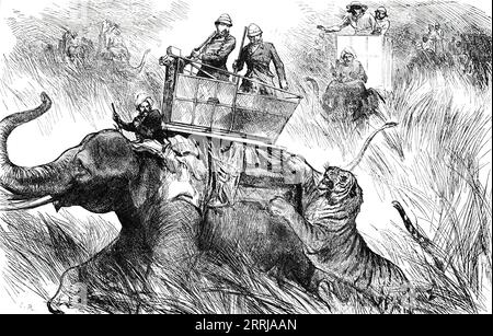 Der Elefant des Prinzen von Wales wurde von einem Tiger angegriffen, 1876. Der zukünftige König Eduard VII. Erschießt Tiger während eines königlichen Besuchs in Indien. "Die Tiger, die sich eingeklemmt fanden, stürmten wütend um den Kreis und brüllten laut. Die Elefanten trommelten, Männer schrien, und es war ein Schauplatz großer Verwirrung... der Elefant, der von seiner Königlichen Hoheit geritten wurde, wurde angegriffen. Dieser Elefant war zwar ein hartes Tier, aber er hielt seine Front nicht zum Tiger, sondern drehte sich um, um den Tiger auf seinem riesigen Gesäß zu empfangen. Diese Bewegung schickte die Mahout und die anderen Personen auf den Elefanten zurück; aber Th Stockfoto