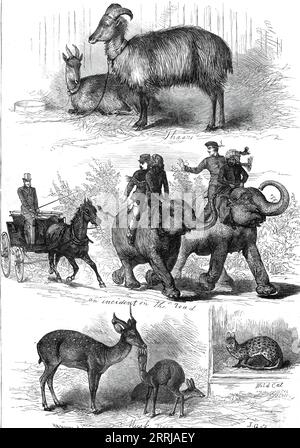 Die Tiere des Prinzen von Wales aus Indien, 1876. 'Thaars; ein Vorfall auf der Straße; Musk Deer; Wild Cat.. Jung Pershad und SEPA Kali... zwei Elefanten aus Nepaul... werden von zwei indischen Mahouts und einem Jungen besucht, dessen... dunkelrote Haut und unbekannte Sprache die Aufmerksamkeit der Besucher der Gärten erregen. Zwei der regulären Tierpfleger der Zoologischen Gesellschaft waren in Portsmouth, als die Serapis ankamen, begleiteten sie das größere Elefantenpaar von Portsmouth nach London und fuhren auf der Hochstraße. Auf dieser Reise, wie man wohl annehmen kann, ist das Aussehen der Menschen in Ordnung Stockfoto