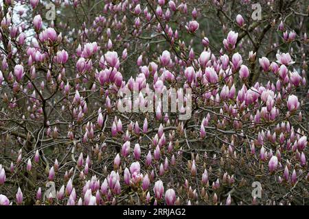 Sulange-Magnolie Schwarze Tulpen-Nahaufnahme auf einem Baumzweigquellenhintergrund Stockfoto