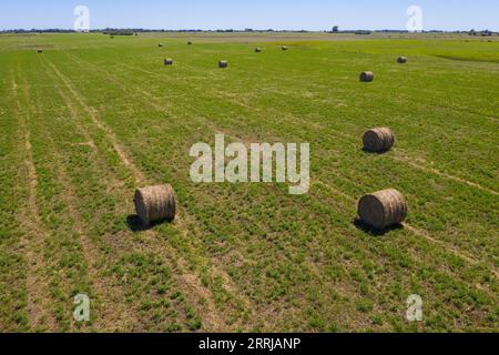 Grasballen in argentinischem Land, Provinz La Pampa, Patagonien, Argentinien Stockfoto