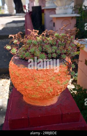 Zierbaum Aeonium, Baum-Hauseek oder irische Rose, Aeonium arborem, Sukkulenten Anbau in Kitsch-Pflanzer oder bunte Pflanztopf Stockfoto