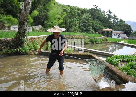 220719 -- QINGTIAN, 19. Juli 2022 -- Ein Landwirt fängt Fisch in einem Schutzgebiet des Reis-Fisch-Ko-Kultursystems im Qingtian County, ostchinesische Provinz Zhejiang, 19. Juli 2022. Das Reis-Fisch-Ko-Kultursystem in Qingtian hat eine Geschichte von mehr als 1.300 Jahren und wurde in der weltweit ersten Gruppe der weltweit bedeutenden GIAHS-Systeme für landwirtschaftliches Erbe aufgeführt, die 2005 von der Ernährungs- und Landwirtschaftsorganisation der Vereinten Nationen FAO benannt wurden. Qingtian im südwestlichen Teil von Zhejiang verfügt über ausreichende Wasserressourcen und eine terrassenförmig angelegte Landschaft. Das Reis-Fisch-Ko-Kultursystem kann bri Stockfoto