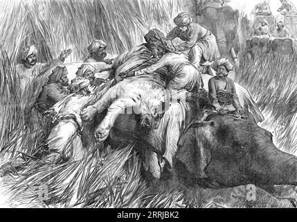 The Prince of Wales in the Terai: "Padding" a Tiger, aus einer Skizze eines unserer Spezialkünstler, 1876. Der zukünftige König Eduard VII. Erschoss Tiger in Indien. Die Bestie stürmte direkt auf die Elefantenschnur, bis sie wenige Meter von Generalmajor Probyn entfernt war. Sie erhielt Feuer von den Howdahs und rollte in ihren sterbenden Qualen über das Gras. Ein vorsichtiger Ansatz wurde von den Shikarees gemacht, die das Gras beiseite bewegten und umherschauten; aber es war alles vorbei. Ein prächtiger männlicher Tiger, 10 Fuß Lang, wunderschön markiert, Stein tot gelegt, durch den Hals und den Kopf geschossen... Ich Stockfoto