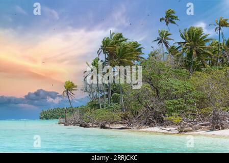 Ein Paradies Insel-Strandpalmen und klares türkisfarbenes Meerwasser in Französisch-Polynesien, mit Kokosnussbaum Stockfoto