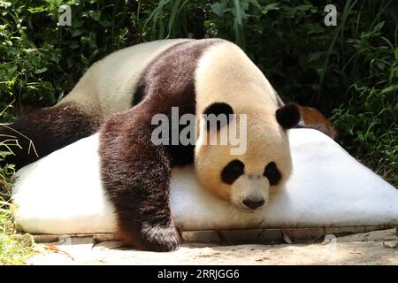 220722 -- GUANGZHOU, 22. Juli 2022 -- der Riesenpanda Shuaishuai liegt auf einem Eiswürfel im Chimelong Safari Park in Guangzhou, südchinesische Provinz Guangdong, 22. Juli 2022. Der Zoo versucht, den Tieren zu helfen, die Sommerhitze der letzten Tage abzuwehren. CHINA-GUANGDONG-CHIMELONG-ANIMALS-SUMMER CN HUANGXGUOBAO PUBLICATIONXNOTXINXCHN Stockfoto