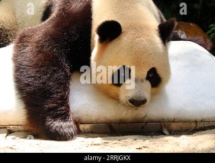 220722 -- GUANGZHOU, 22. Juli 2022 -- der Riesenpanda Shuaishuai liegt auf einem Eiswürfel im Chimelong Safari Park in Guangzhou, südchinesische Provinz Guangdong, 22. Juli 2022. Der Zoo versucht, den Tieren zu helfen, die Sommerhitze der letzten Tage abzuwehren. CHINA-GUANGDONG-CHIMELONG-ANIMALS-SUMMER CN HUANGXGUOBAO PUBLICATIONXNOTXINXCHN Stockfoto
