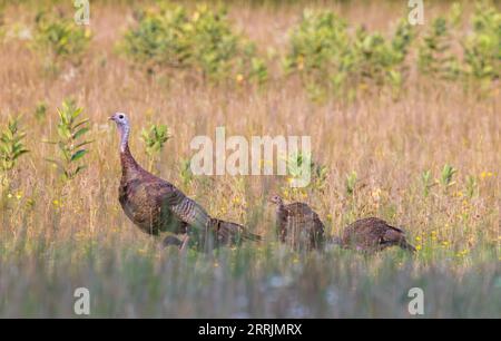 Hühner- und Poultfütterung auf einem Feld in Nord-Wisconsin. Stockfoto