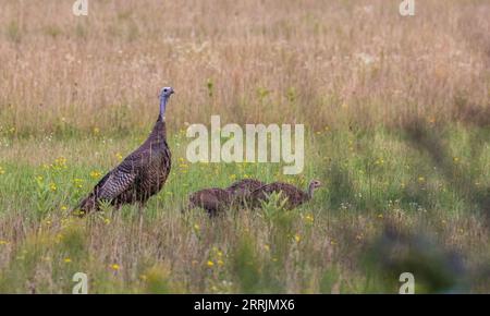 Hühner- und Poultfütterung auf einem Feld in Nord-Wisconsin. Stockfoto