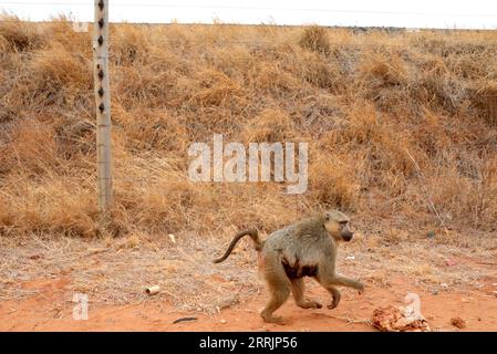 220802 -- NAIROBI, 2. August 2022 -- Foto vom 28. Juli 2022 zeigt zwei Paviane in der Nähe eines Zauns neben der Mombasa-Nairobi-Eisenbahnstrecke in Nairobi, Kenia. Die in China gebaute Mombasa-Nairobi Standard Gauge Railway SGR feierte gerade ihren fünften Jahrestag des sicheren Betriebs. Die Mombasa-Nairobi Railway durchquert Naturschutzgebiete wie den Nairobi National Park und den Tsavo National Park. Um die Auswirkungen auf die Umwelt zu verringern, wurden bei der Planung und dem Bau der Eisenbahn eine Reihe von Maßnahmen ergriffen, wie die Umgehung der Mangroven, die dazu beitragen, die Mangroven in Schwung zu halten Stockfoto