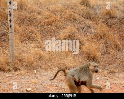 220802 -- NAIROBI, 2. August 2022 -- Foto vom 28. Juli 2022 zeigt zwei Paviane in der Nähe eines Zauns neben der Mombasa-Nairobi-Eisenbahnstrecke in Nairobi, Kenia. Die in China gebaute Mombasa-Nairobi Standard Gauge Railway SGR feierte gerade ihren fünften Jahrestag des sicheren Betriebs. Die Mombasa-Nairobi Railway durchquert Naturschutzgebiete wie den Nairobi National Park und den Tsavo National Park. Um die Auswirkungen auf die Umwelt zu verringern, wurden bei der Planung und dem Bau der Eisenbahn eine Reihe von Maßnahmen ergriffen, wie die Umgehung der Mangroven, die dazu beitragen, die Mangroven in Schwung zu halten Stockfoto