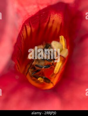 Honigbiene, die Nektar in der roten Campsis-Blüte sammelt Stockfoto