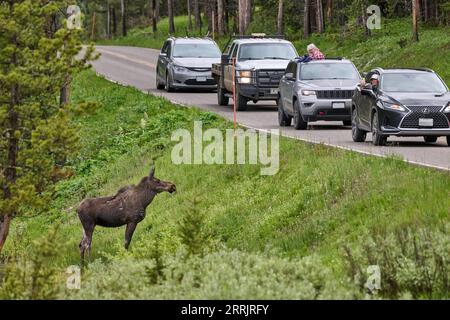 Touristen in Autos beobachten Elch (Alces alces) von der Straße, Yellowstone National Park, Wyoming, Vereinigte Staaten von Amerika Stockfoto