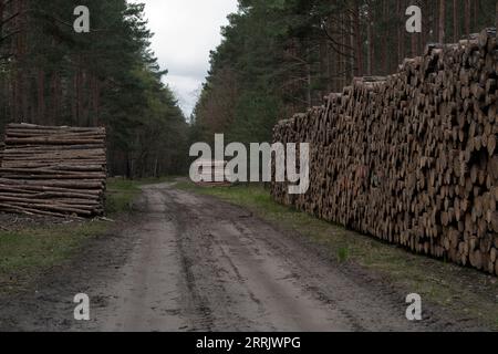 Forststraße in deutschland, riesige Holzpolder mit frisch gefällten Kiefern am Wegesrand Stockfoto