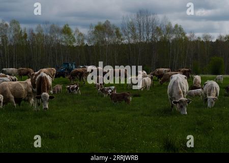 Mutterkühe grasen zusammen mit ihren Kälbern auf einer Wiese Stockfoto