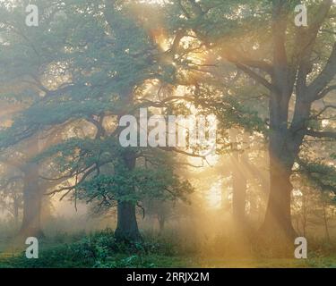 Schweden, Uppland, Norr Malma, Eichen bei nebelndem Sonnenaufgang Stockfoto