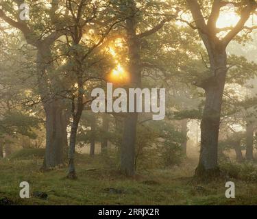 Schweden, Uppland, Norr Malma, Eichen bei nebelndem Sonnenaufgang Stockfoto