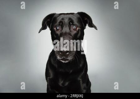 Black Labrador im Fotostudio Stockfoto