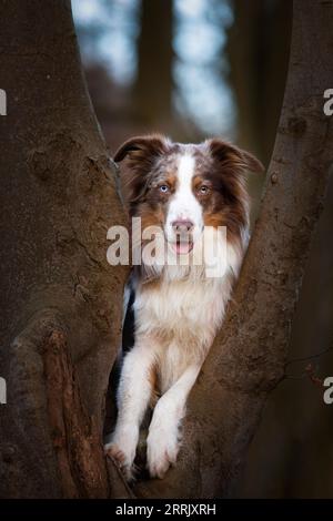 Australischer Schäferhund im Wald Stockfoto