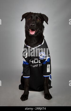 Black Labrador im Fotostudio Stockfoto