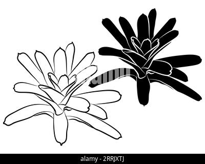 Llustration von Bromelien in schwarz-weißer, positiver und negativer Version Stockfoto