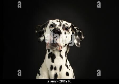 Dalmatiner im Fotostudio Stockfoto