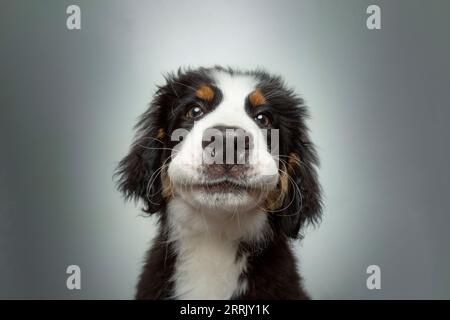 Berner Bergmolkerwelpe im Fotostudio Stockfoto