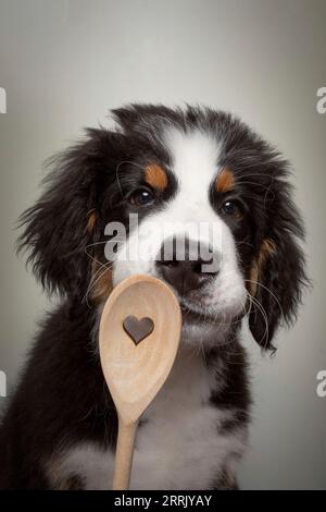 Berner Bergmolkerwelpe im Fotostudio Stockfoto
