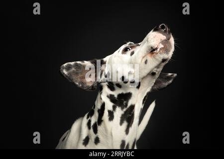 Dalmatiner im Fotostudio Stockfoto