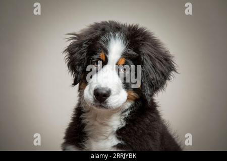 Berner Bergmolkerwelpe im Fotostudio Stockfoto