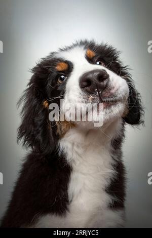 Berner Bergmolkerwelpe im Fotostudio Stockfoto