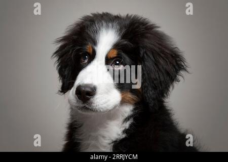 Berner Bergmolkerwelpe im Fotostudio Stockfoto