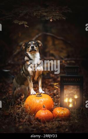 Tierschutzhund im Herbstwald, Kürbisse, Laterne Stockfoto