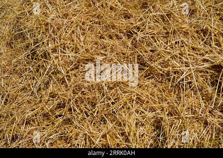 Deutschland, Bayern, Oberbayern, Altötting, Landwirtschaft, Gerstenfeld, geerntet, Strohhaufen, Gerstenstroh, Detail Stockfoto