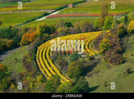 Herbst in den Weinbergen von Neuffen. Die Weinberge befinden sich auf dem Albtrauf unterhalb der Ruine Hohenneuffen, Neuffen Stockfoto