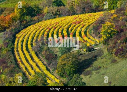 Herbst in den Weinbergen von Neuffen. Die Weinberge befinden sich auf dem Albtrauf unterhalb der Ruine Hohenneuffen, Neuffen Stockfoto