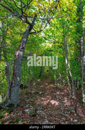 Hochgehsiedelt, Premium-Wanderweg am Heidengraben in der Schwäbischen Alb. Vom Wanderparkplatz Hochholz aus können Sie in kurzer Entfernung direkt auf dem ehemaligen Festungswall Erkenbrechtsweiler wandern Stockfoto