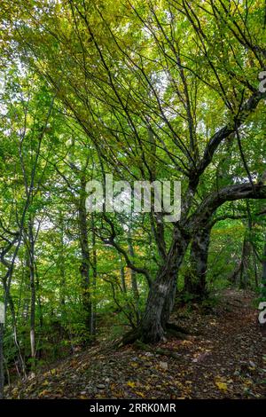 Hochgehsiedelt, Premium-Wanderweg am Heidengraben in der Schwäbischen Alb. Ausgehend vom Wanderparkplatz Hochholz können Sie eine kurze Wanderung direkt auf dem ehemaligen Festungswall Unternehmen. Im Bild links der Graben, Erkenbrechtsweiler, Deutschland. Stockfoto